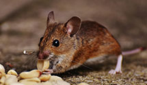 24 Hour & Emergency Exterminators in Waves, NC